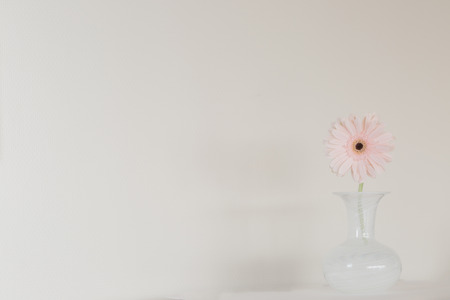 Pink gerberaの写真素材