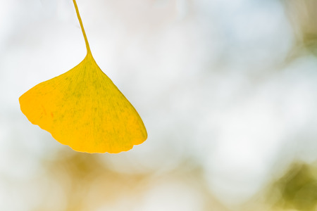 Yellow leaves of ginkgoの写真素材