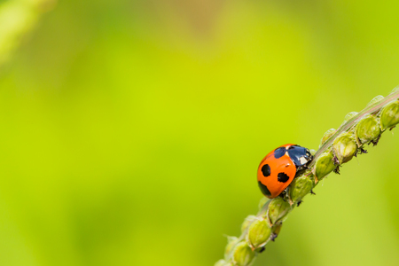Seven spot ladybirdの写真素材