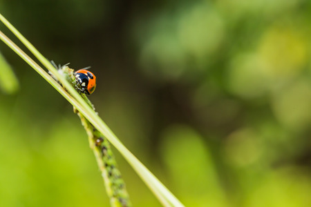 Seven spot ladybirdの写真素材