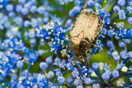 Flower chaferの写真素材