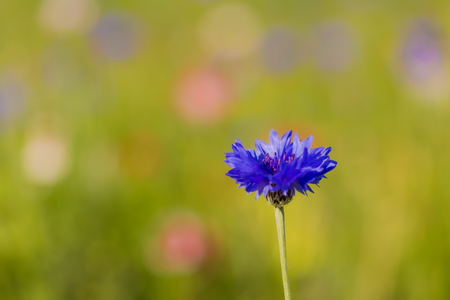 Cornflowersの写真素材