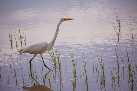 Heronの写真素材