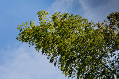 Bamboo forestの写真素材