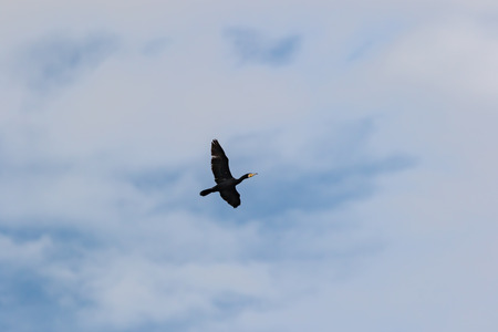 Japanese Cormorantの写真素材