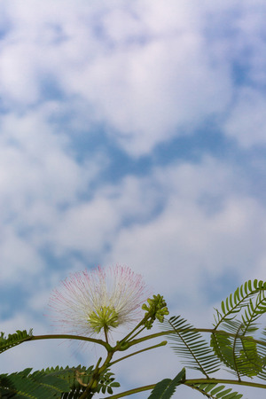 Pink powderpuff bloomingの写真素材