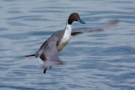 Northern pintailの写真素材