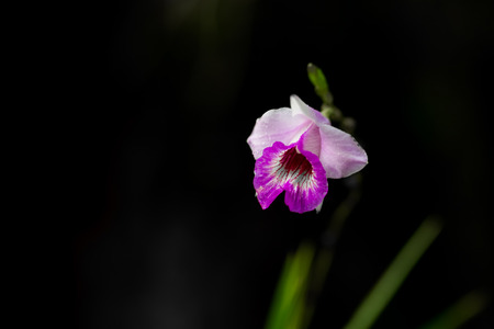 Arundina graminifoliaの写真素材