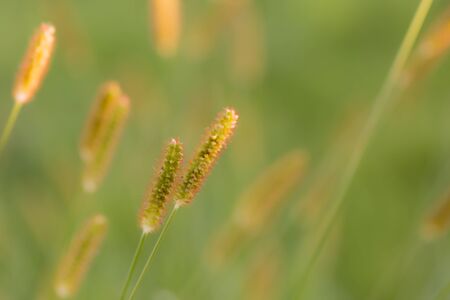 Foxtailsの写真素材