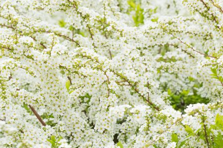 Thunberg's meadowsweet
