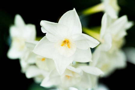 Narcissus