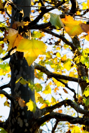 platanus in autumnの写真素材