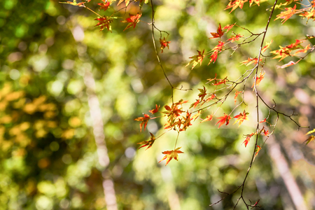 Red leaves of Japanese maple treeの写真素材