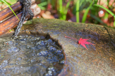 Red leaves of Japanese maple treeの写真素材