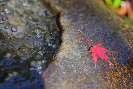 Red leaves of Japanese maple treeの写真素材
