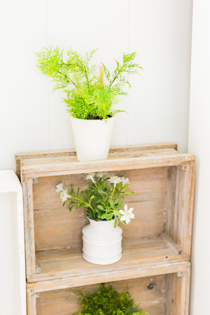House plantsの写真素材