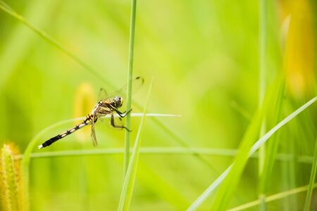 Dragonflyの写真素材