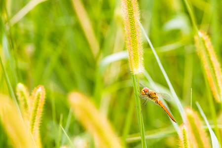 Dragonflyの写真素材