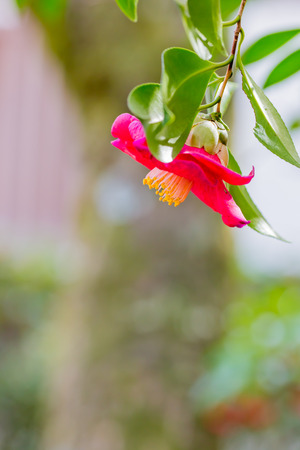 Camelliaの写真素材