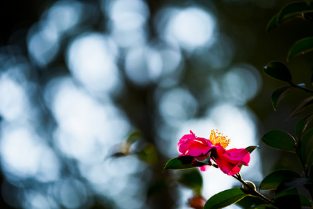 Camelliaの写真素材