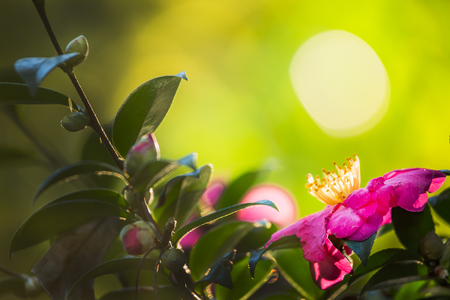 Camelliaの写真素材