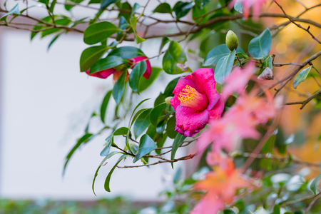 Camelliaの写真素材