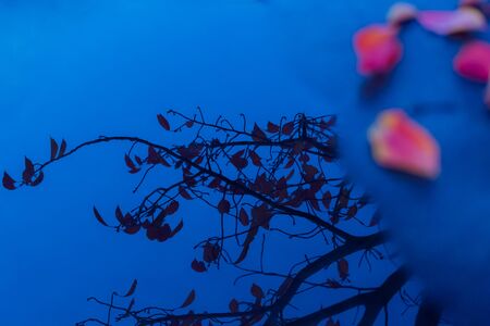 Red leaves of cherry treeの写真素材