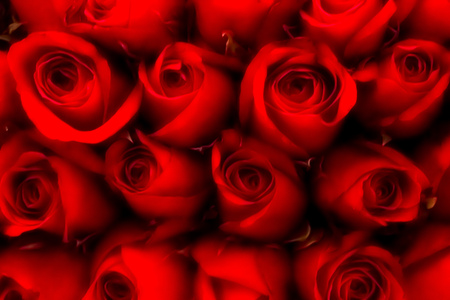 Rosの写真素材