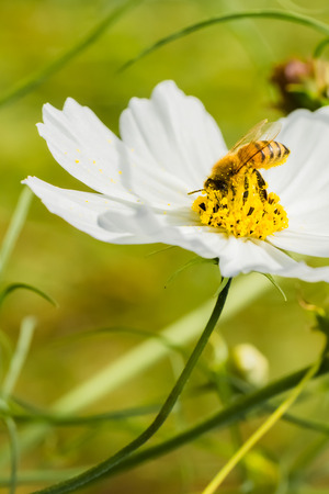Honey beeの写真素材