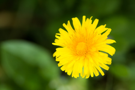 dandelionの写真素材