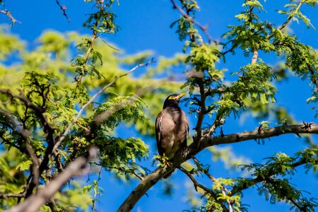 Common mynaの写真素材