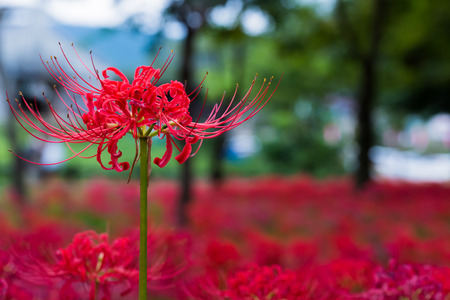 Red spider lilyの写真素材