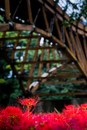 Red spider lilyの写真素材