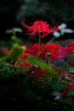 Red spider lilyの写真素材