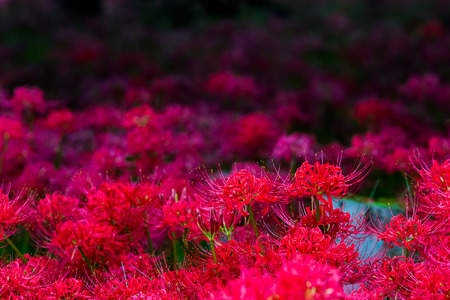 Red spider lilyの写真素材