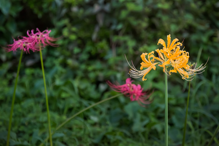 Yellow and red spider lilyの写真素材