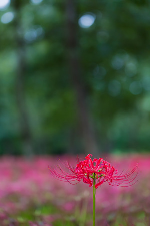 Red spider lilyの写真素材