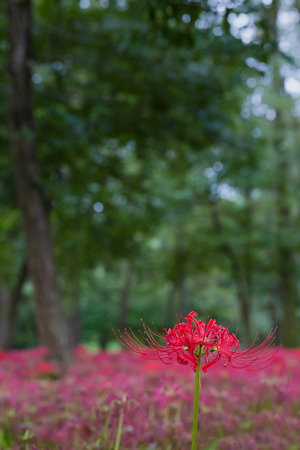 Red spider lilyの写真素材