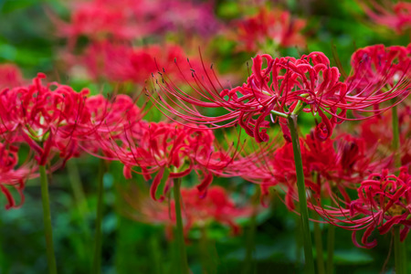 Red spider lilyの写真素材