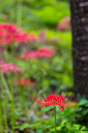 Red spider lilyの写真素材