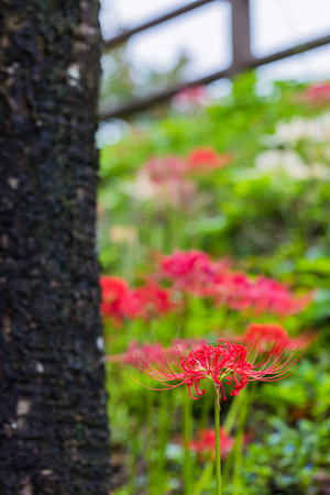 Red spider lilyの写真素材