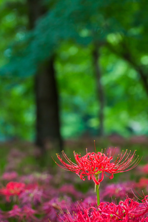 Red spider lilyの写真素材