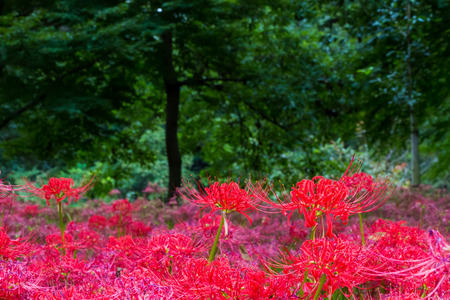 Red spider lilyの写真素材
