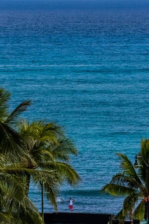 Palm tree in Hawaiiの写真素材