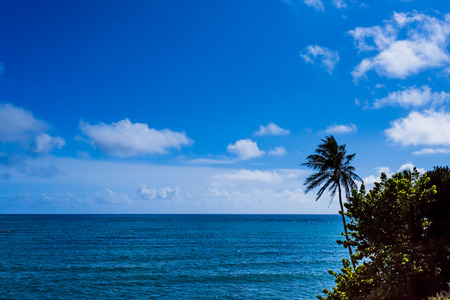 Palm tree in Hawaiiの写真素材