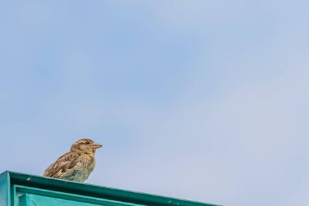 Sparrowの写真素材