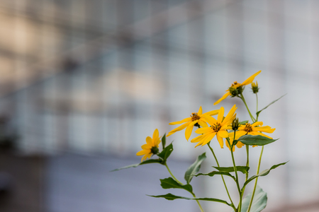 Jerusalem artichoke Flowerの写真素材