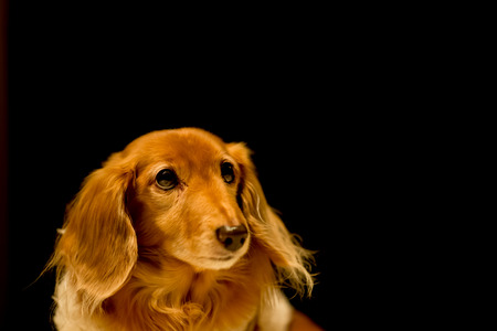 Dachshundの写真素材
