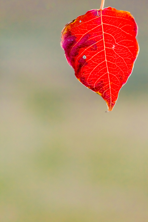 colorful autumn leaves in parkの写真素材