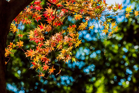 Red leaves of Japanese maypole tree